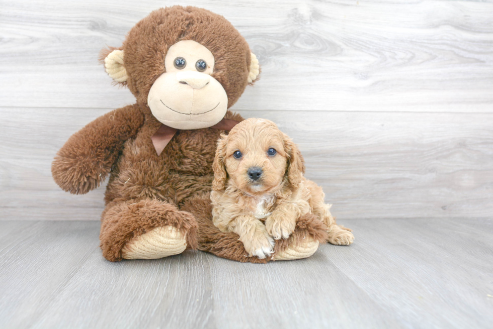 Cavapoo Pup Being Cute