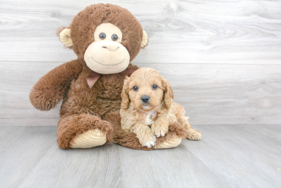 Cavapoo Pup Being Cute