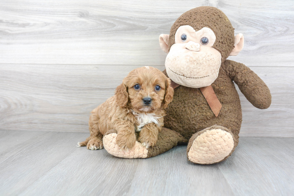 Best Cavapoo Baby