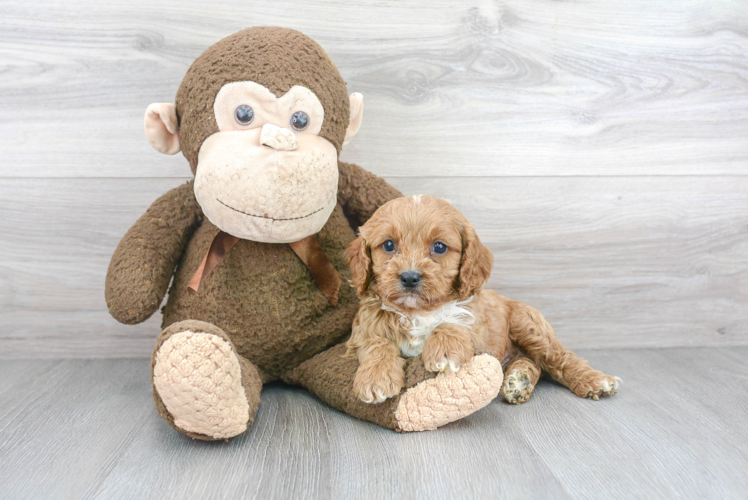 Cavapoo Pup Being Cute