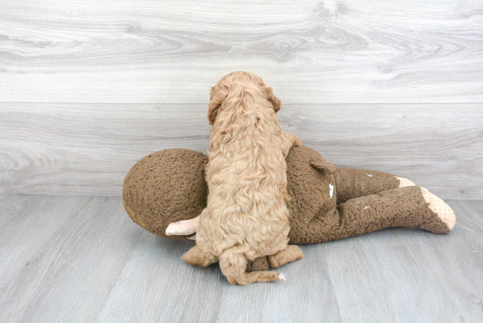 Adorable Cavoodle Poodle Mix Puppy