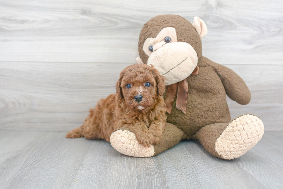 Best Cavapoo Baby