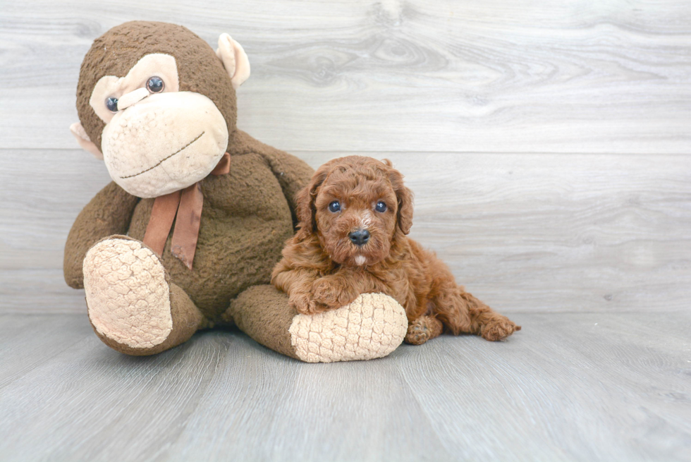 Cavapoo Pup Being Cute