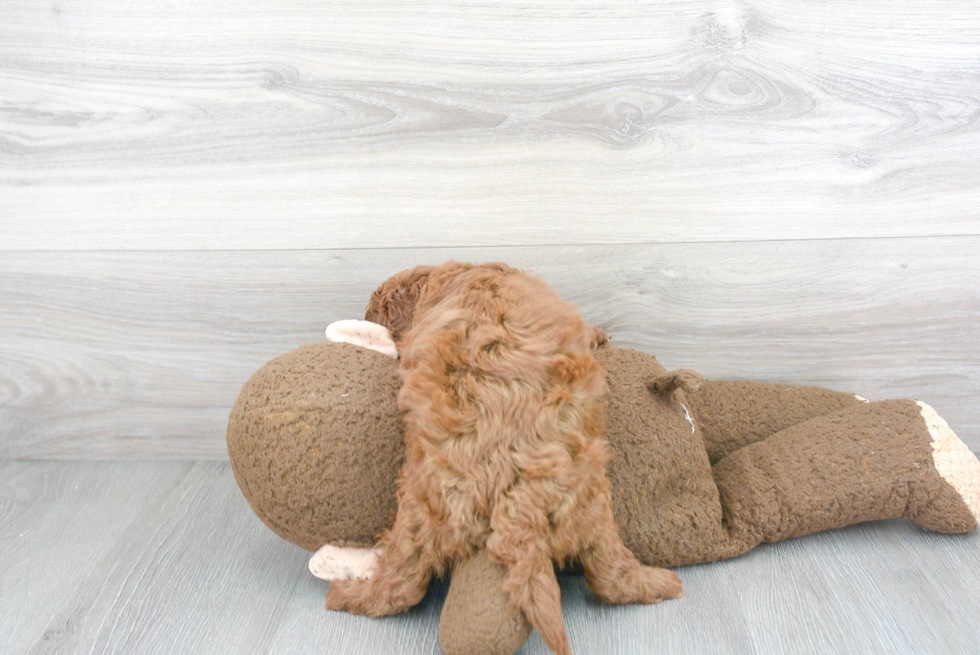 Cavapoo Pup Being Cute