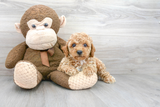 Fluffy Cavapoo Poodle Mix Pup