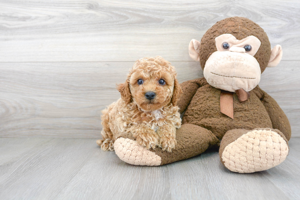 Cavapoo Pup Being Cute