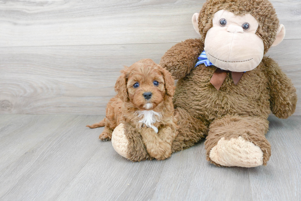 Hypoallergenic Cavoodle Poodle Mix Puppy