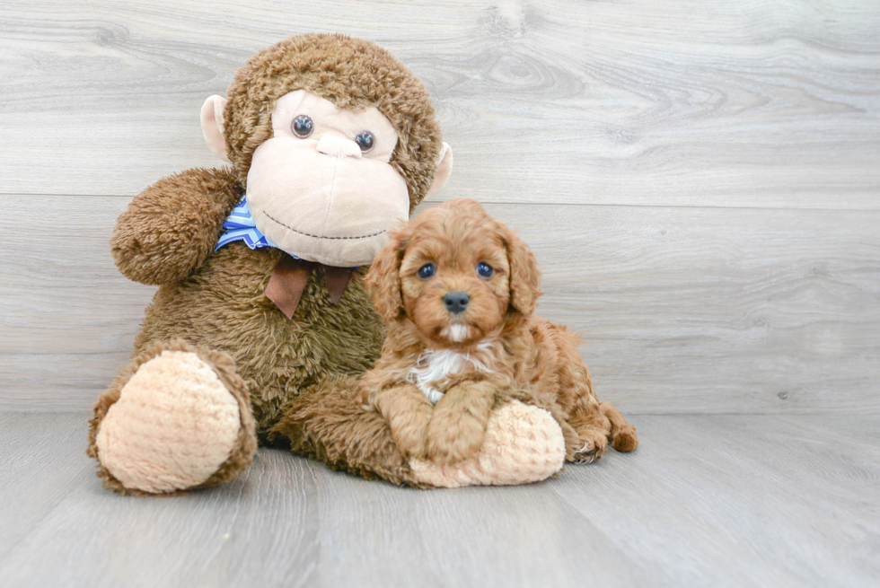 Cavapoo Puppy for Adoption