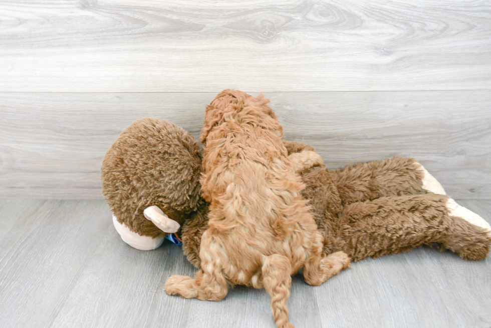 Cavapoo Pup Being Cute