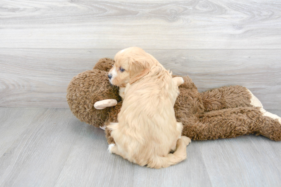 Adorable Cavoodle Poodle Mix Puppy