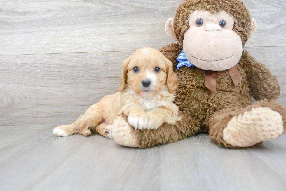 Energetic Cavoodle Poodle Mix Puppy