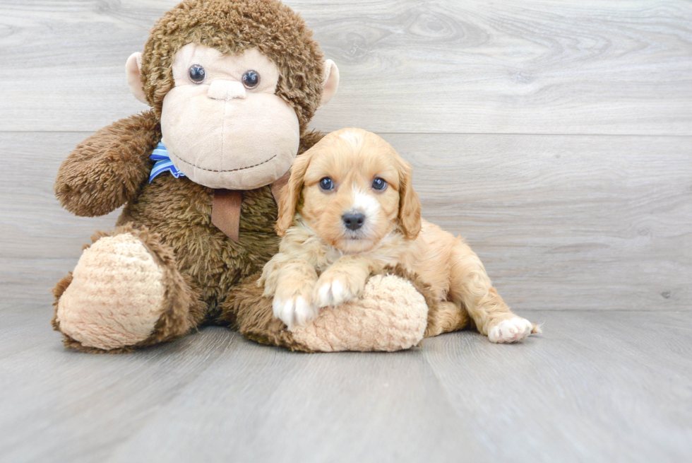 Cavapoo Puppy for Adoption