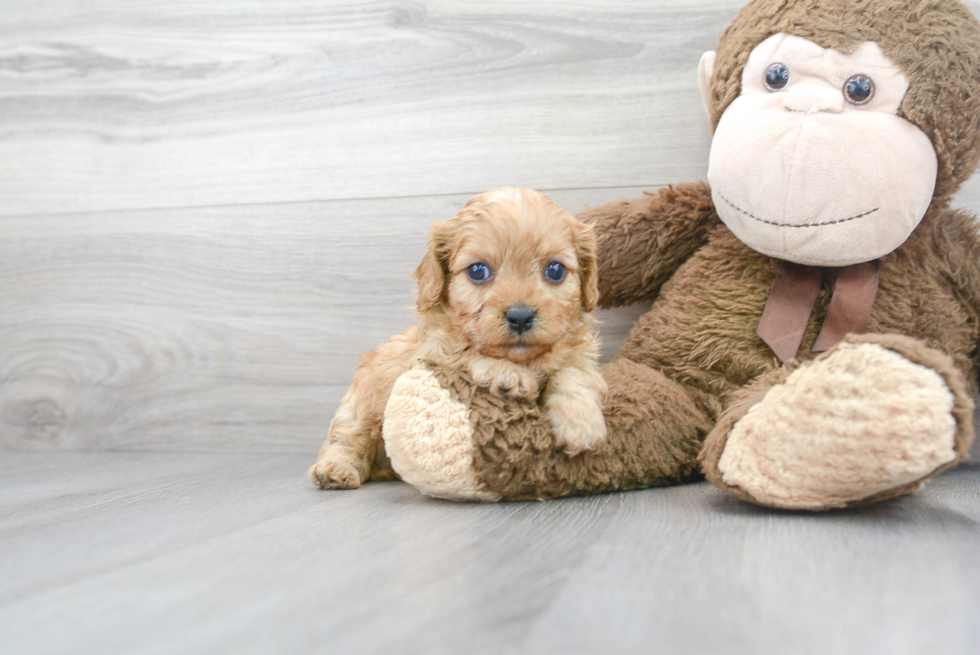 Best Cavapoo Baby