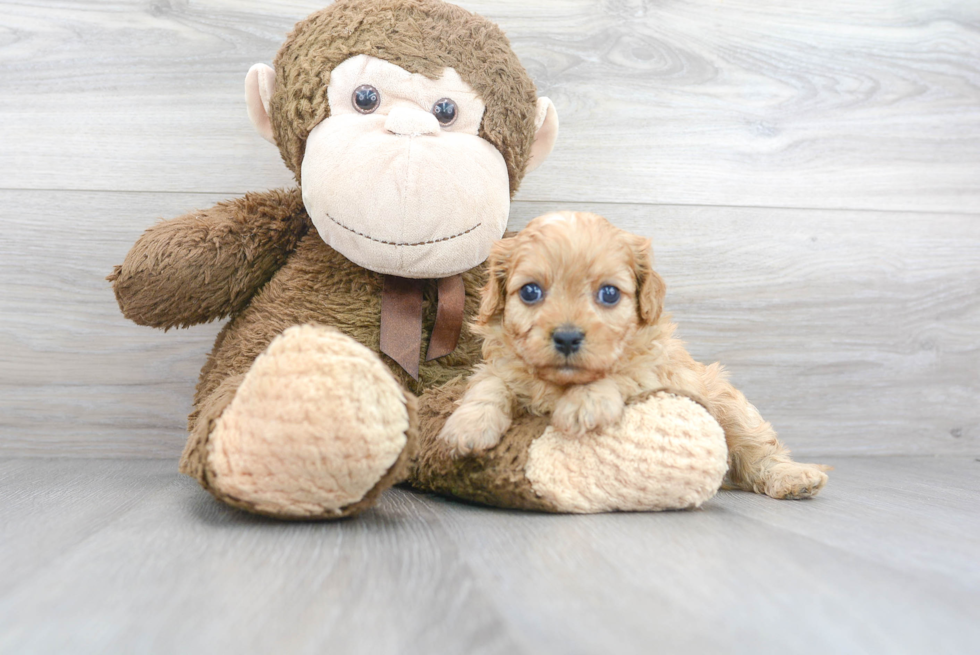 Smart Cavapoo Poodle Mix Pup