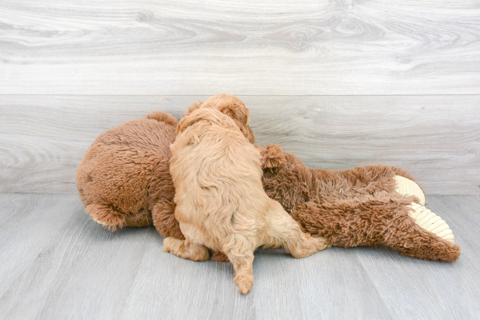Cavapoo Puppy for Adoption
