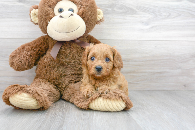 Cavapoo Puppy for Adoption