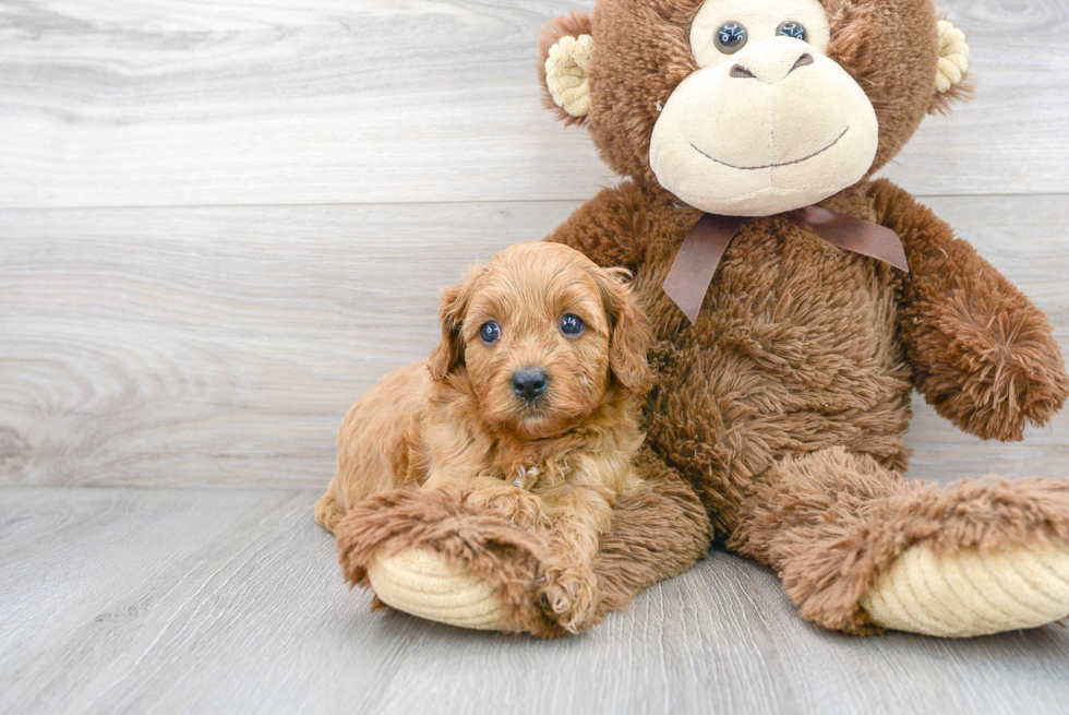 Cute Cavapoo Poodle Mix Pup