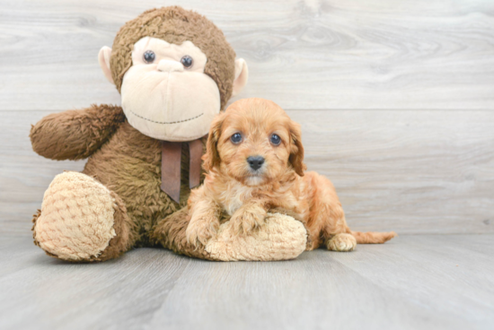 Little Cavoodle Poodle Mix Puppy