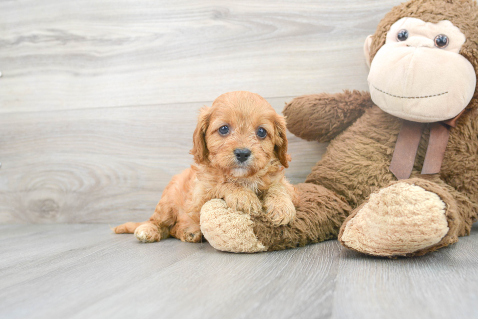 Little Cavoodle Poodle Mix Puppy