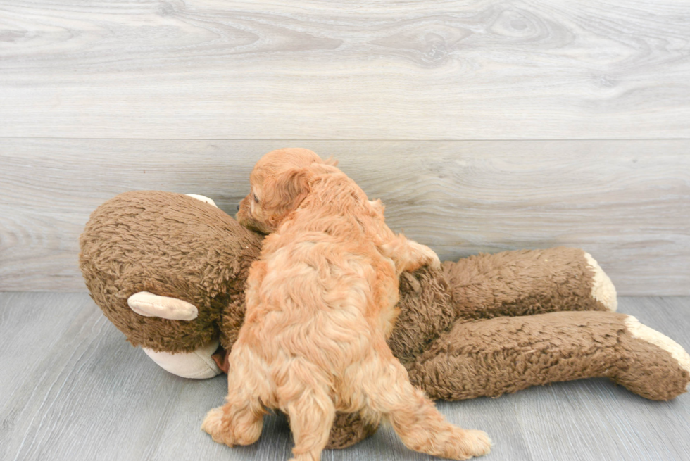 Cavapoo Pup Being Cute