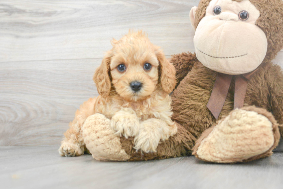 Best Cavapoo Baby