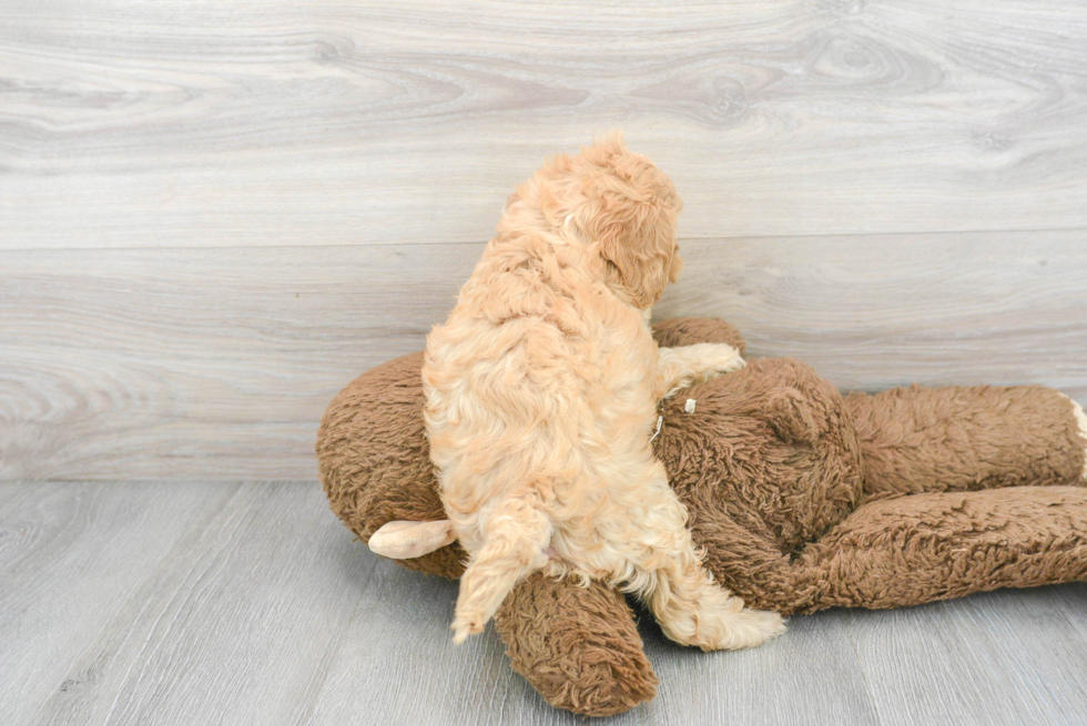 Happy Cavapoo Baby