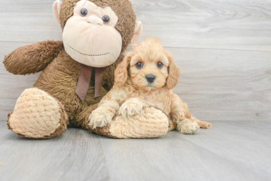 Playful Cavoodle Poodle Mix Puppy