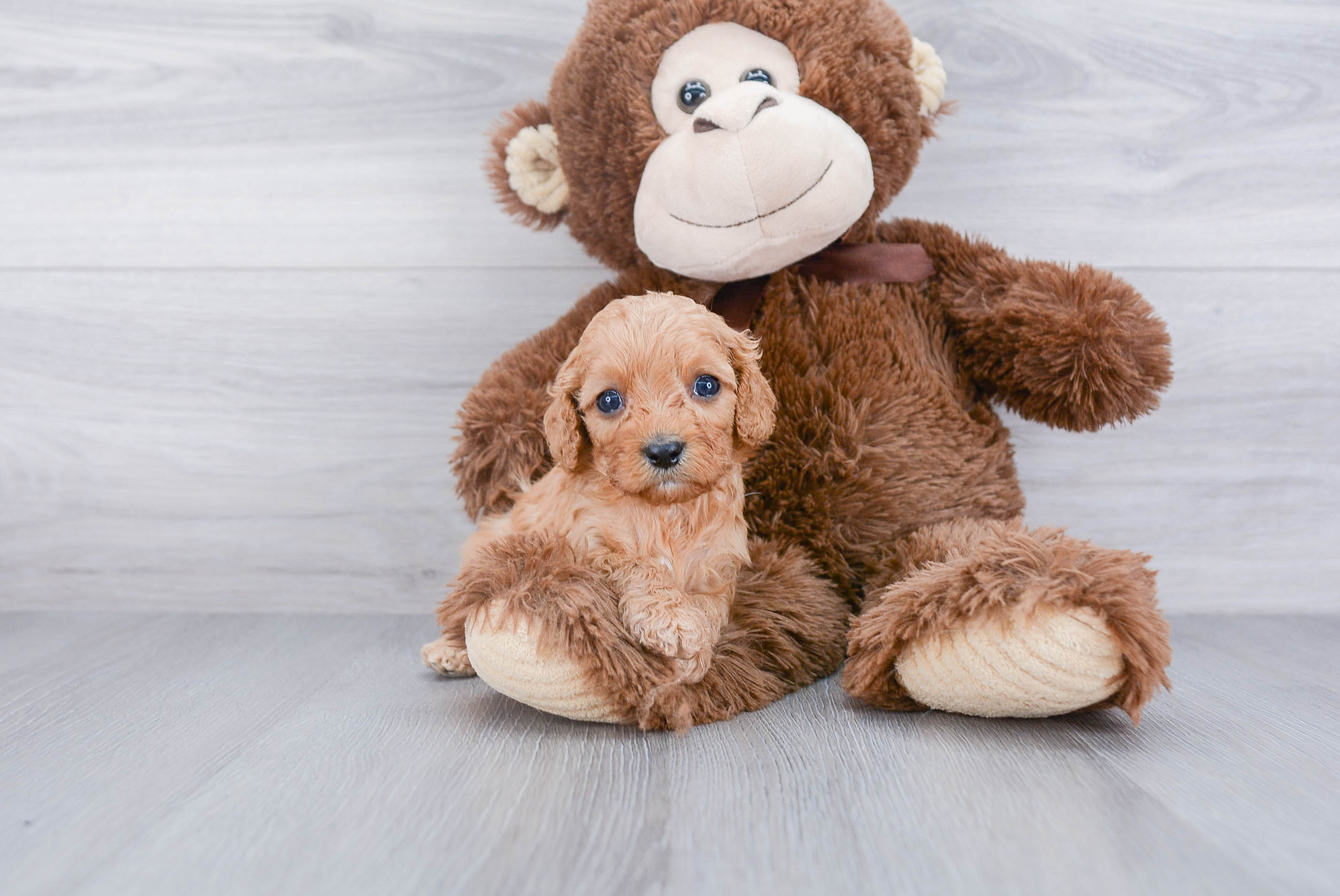 Cavapoo Pup Being Cute