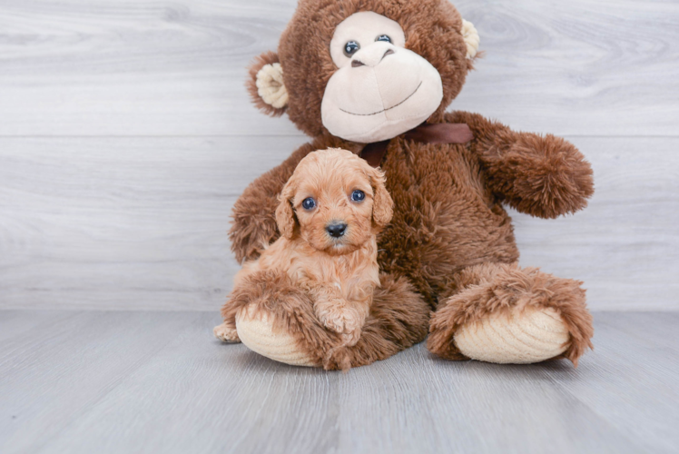 Cavapoo Pup Being Cute