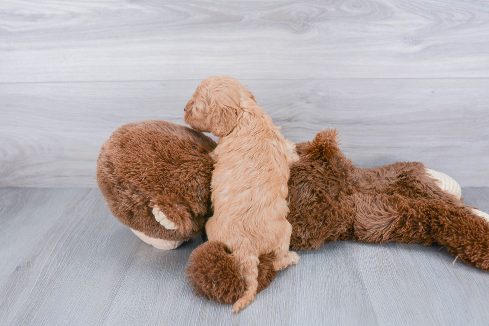 Playful Cavoodle Poodle Mix Puppy