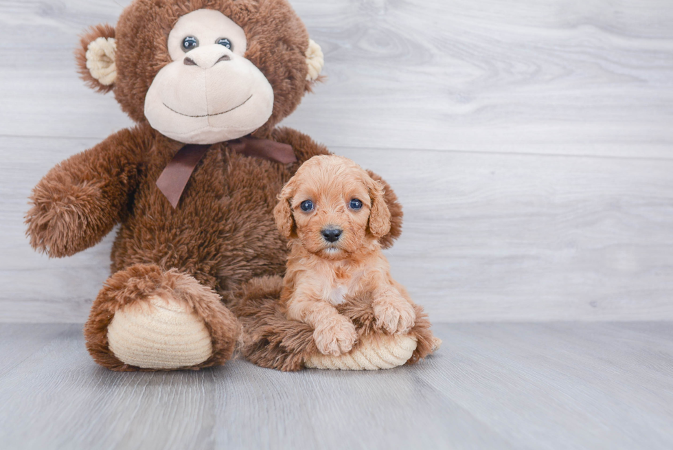 Small Cavapoo Baby