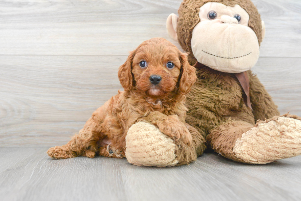 Petite Cavapoo Poodle Mix Pup