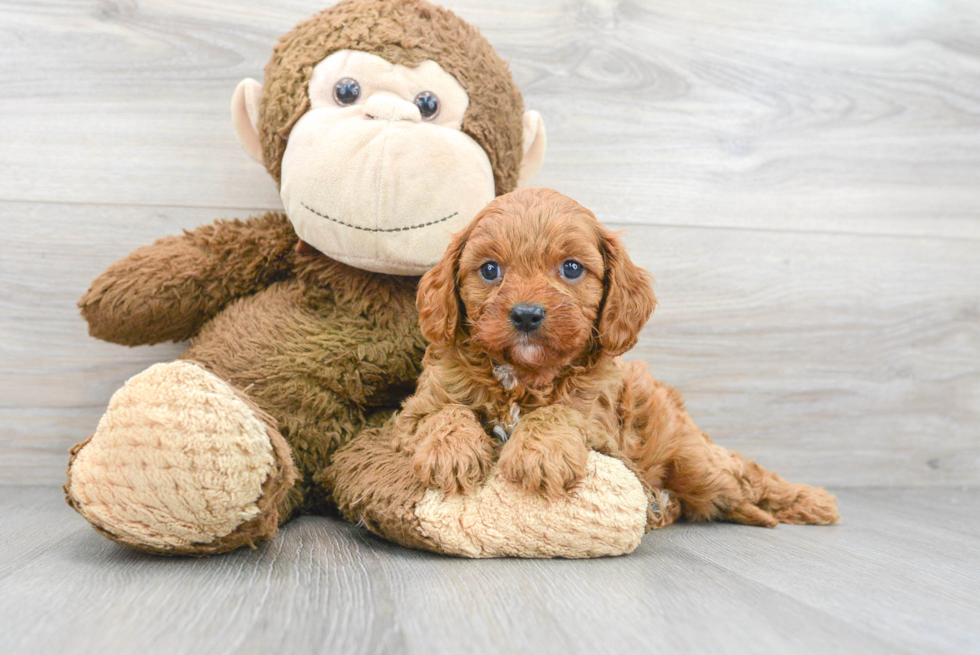 Petite Cavapoo Poodle Mix Pup