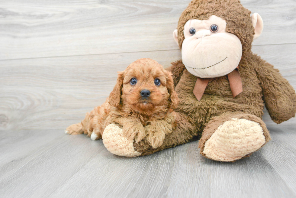 Cavapoo Pup Being Cute