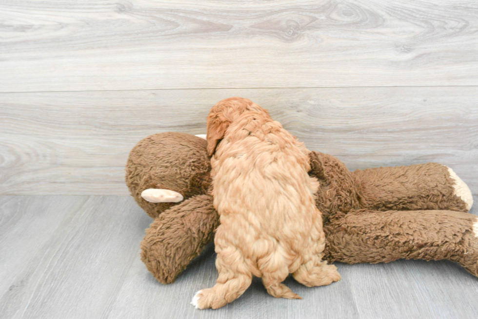 Cavapoo Puppy for Adoption