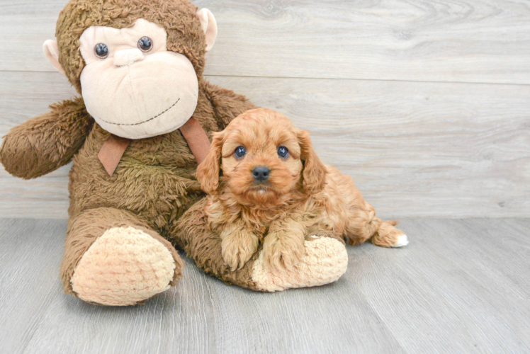 Smart Cavapoo Poodle Mix Pup