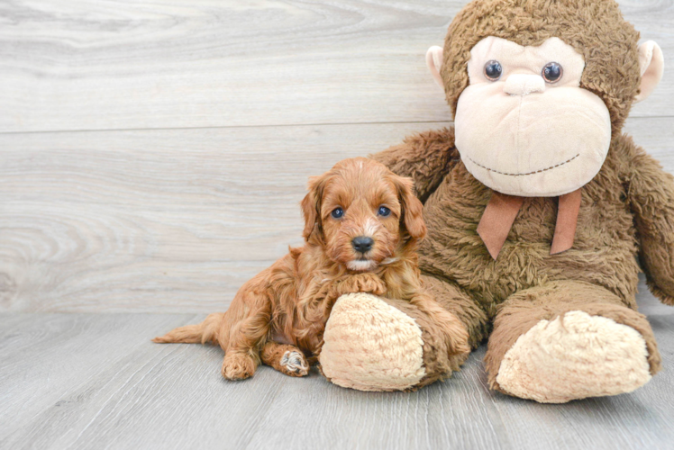 Sweet Cavapoo Baby