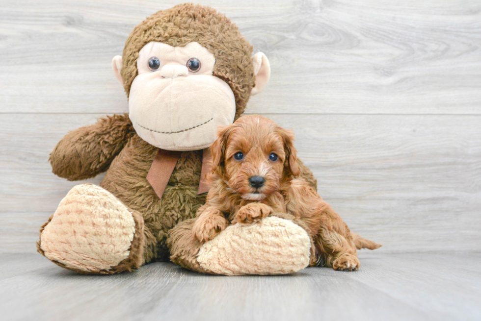 Cavapoo Pup Being Cute