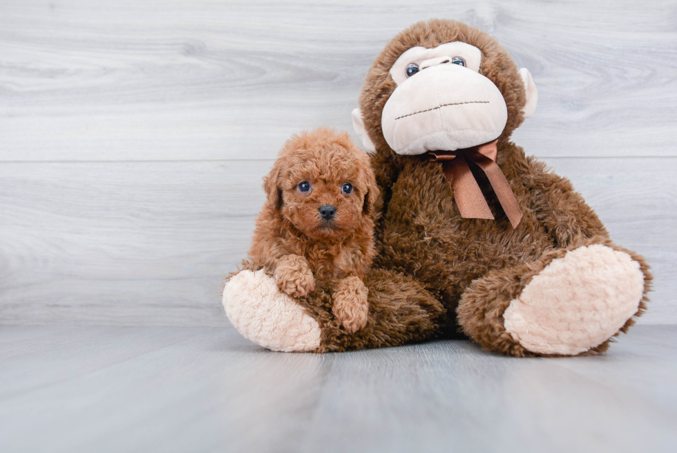 Popular Cavapoo Poodle Mix Pup