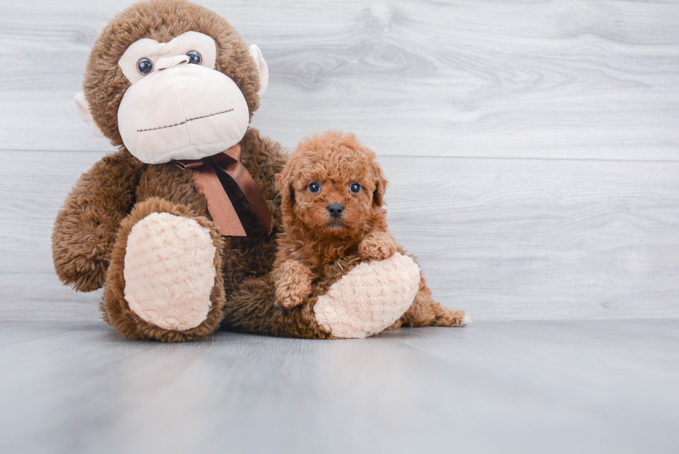 Cavapoo Puppy for Adoption