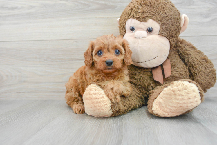 Best Cavapoo Baby