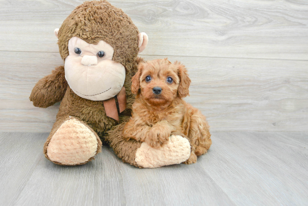 Popular Cavapoo Poodle Mix Pup