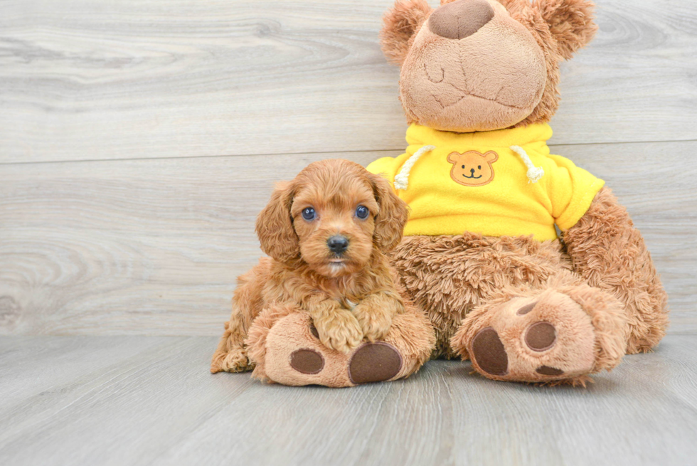 Popular Cavapoo Poodle Mix Pup