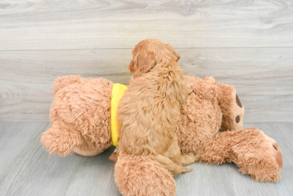 Cavapoo Pup Being Cute