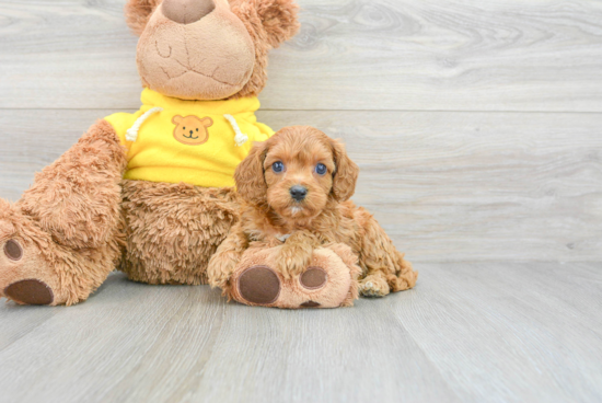 Best Cavapoo Baby