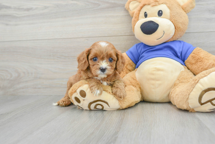 Cavapoo Puppy for Adoption