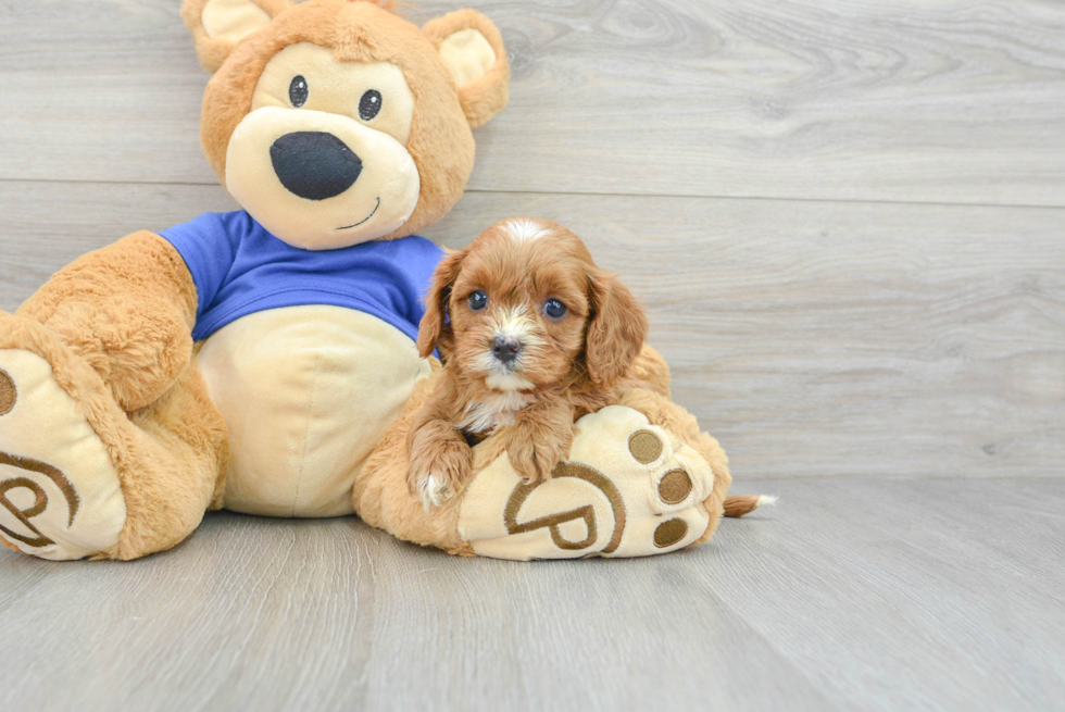 Cavapoo Puppy for Adoption