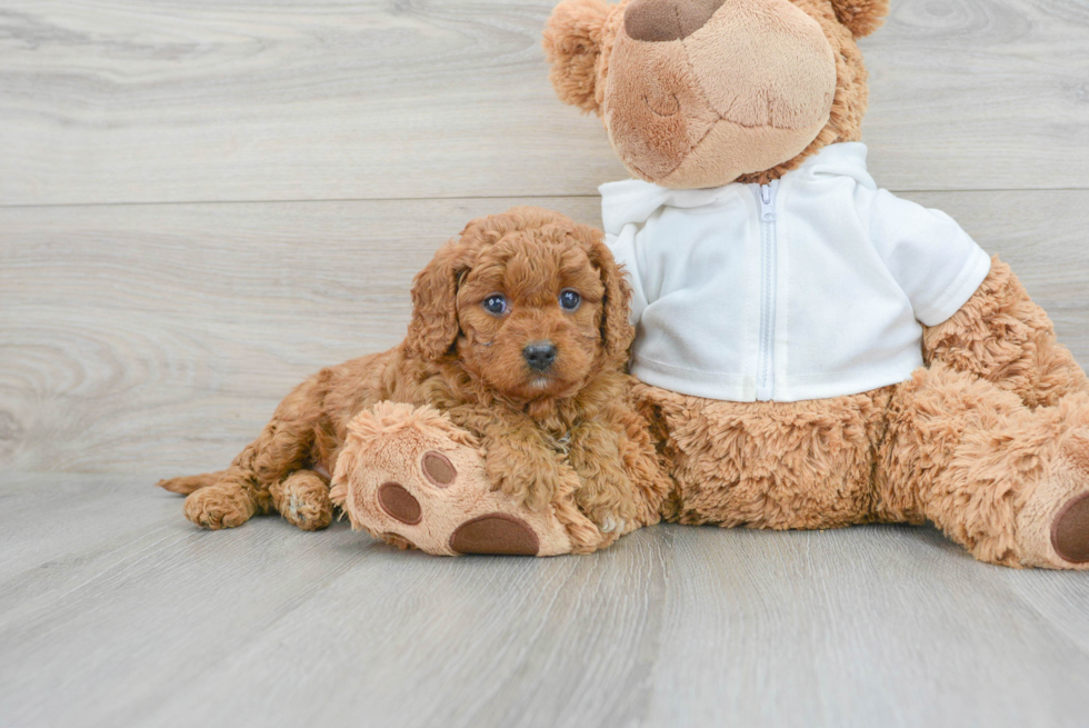 Friendly Cavapoo Baby
