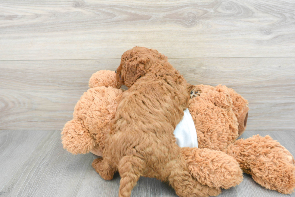 Best Cavapoo Baby