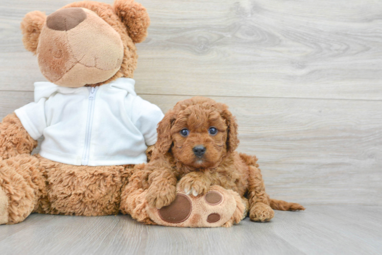 Cavapoo Puppy for Adoption
